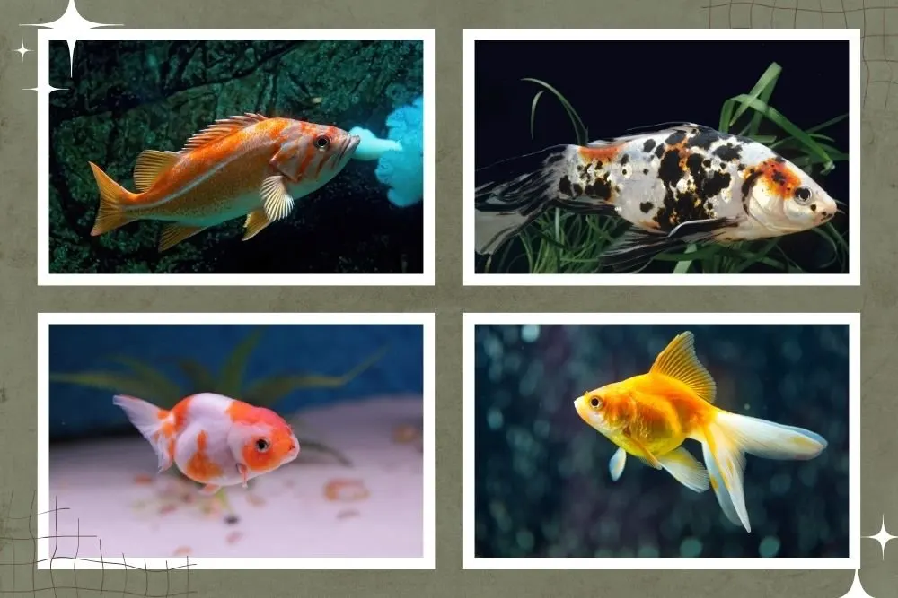 Understanding Goldfish Breeding