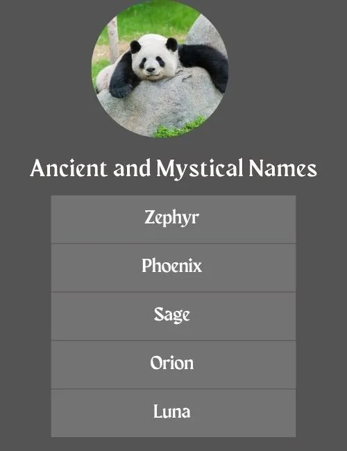 Unique Panda Names and Their Origins