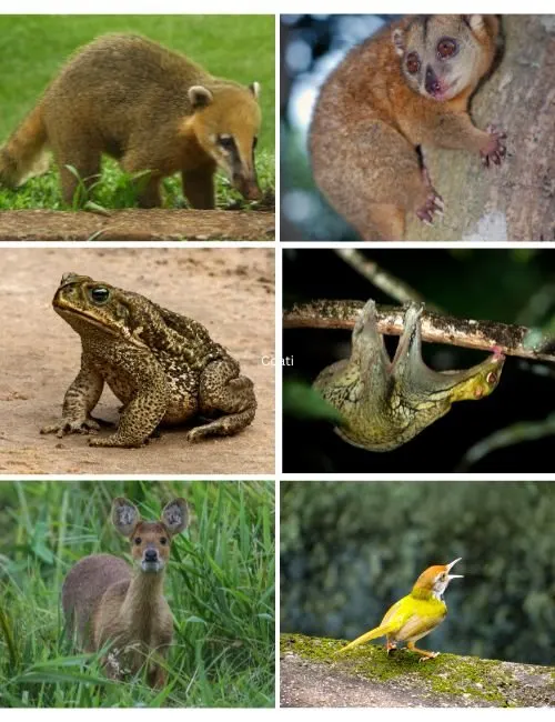 Unique or Rare “C” Animals