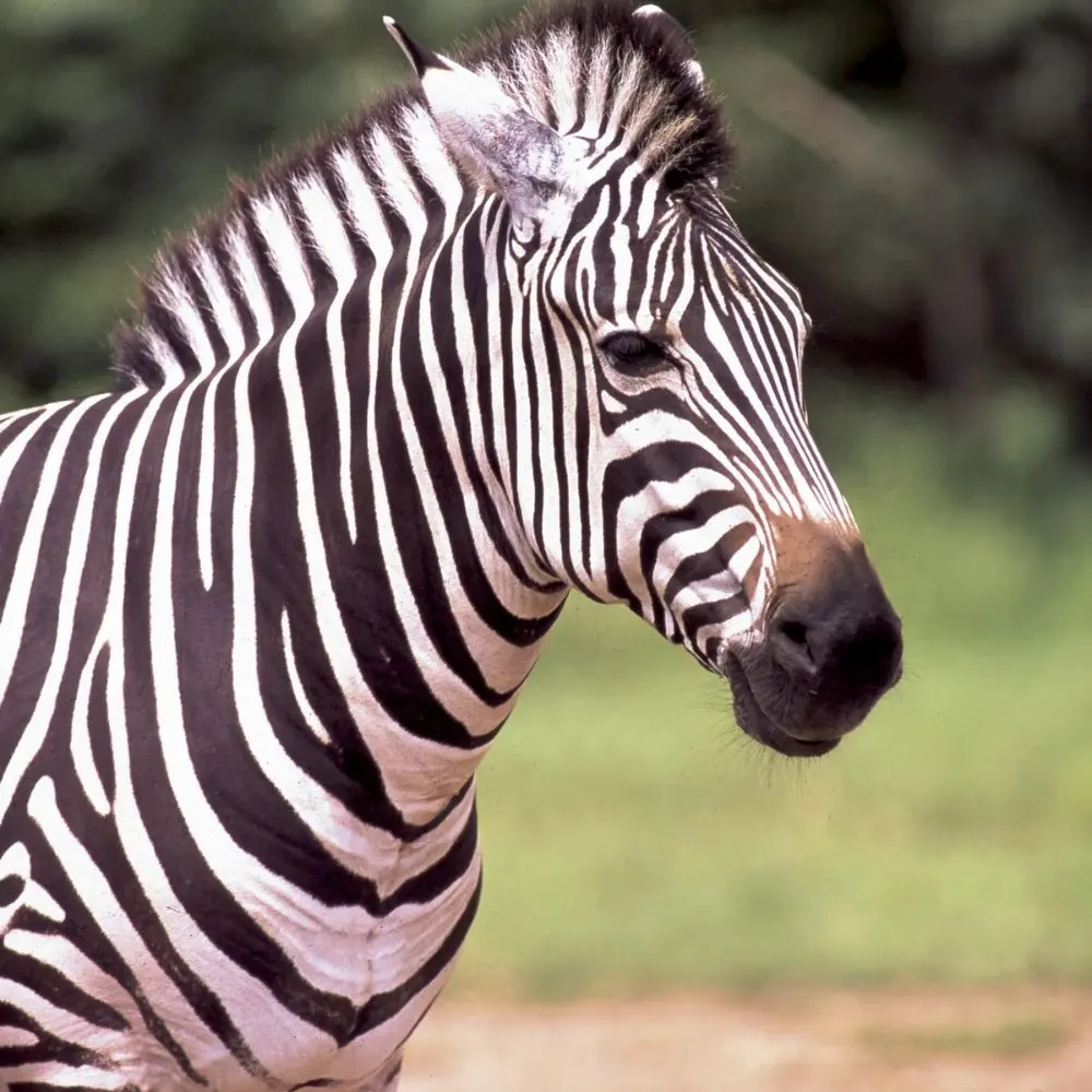 Zebra iconic striped animal starting with Z