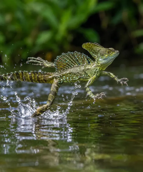 Basilisk lizard running across water surface