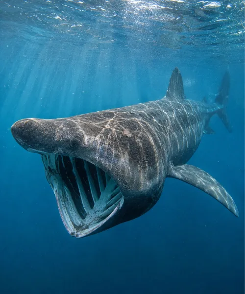 Basking shark swimming with mouth open near surface