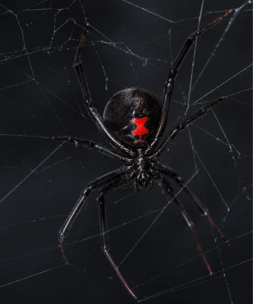 Black widow spider with red hourglass marking