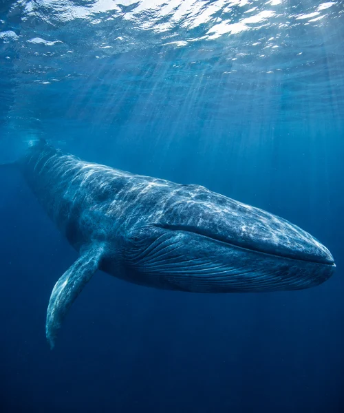 Blue whale swimming underwater near ocean surface