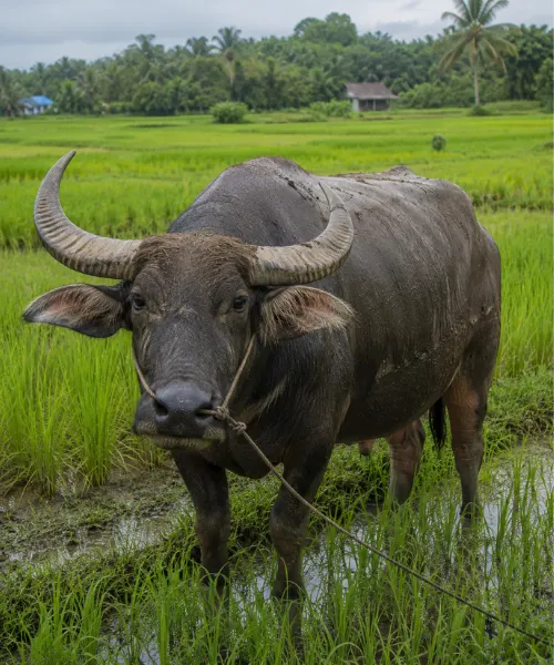 Water buffalo standing in rice field