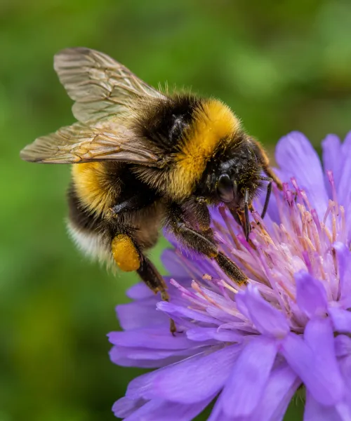 Bumblebee collecting pollen on purple flower