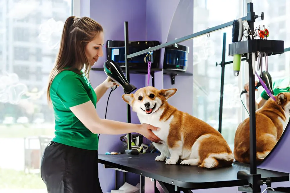 Dog Grooming