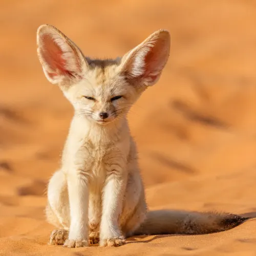 Fennec fox with big ears, fitting cute fox names