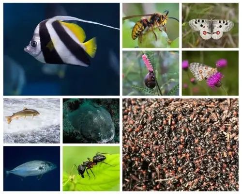 Fish and marine animals that start with A - angelfish, anglerfish collage