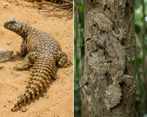 Collage of Uromastyx lizard and leaf-tailed gecko camouflaged on tree bark