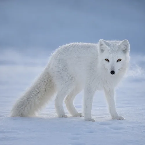 White arctic fox in snow, inspiration for frosty fox names