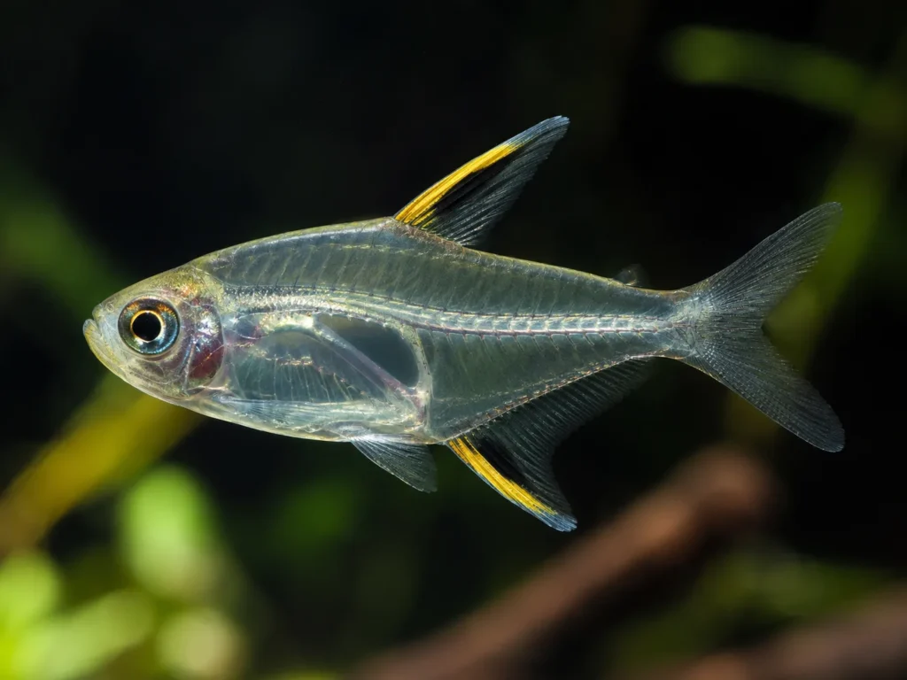 X-ray tetra, a transparent fish that starts with X, showing its spine through clear skin