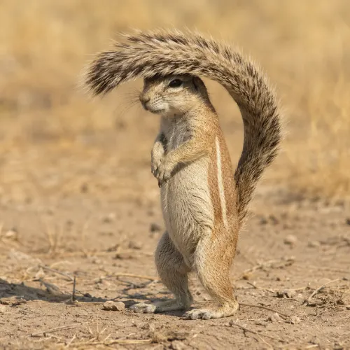 Xerus African ground squirrel, a mammal beginning with X, shading itself with its tail