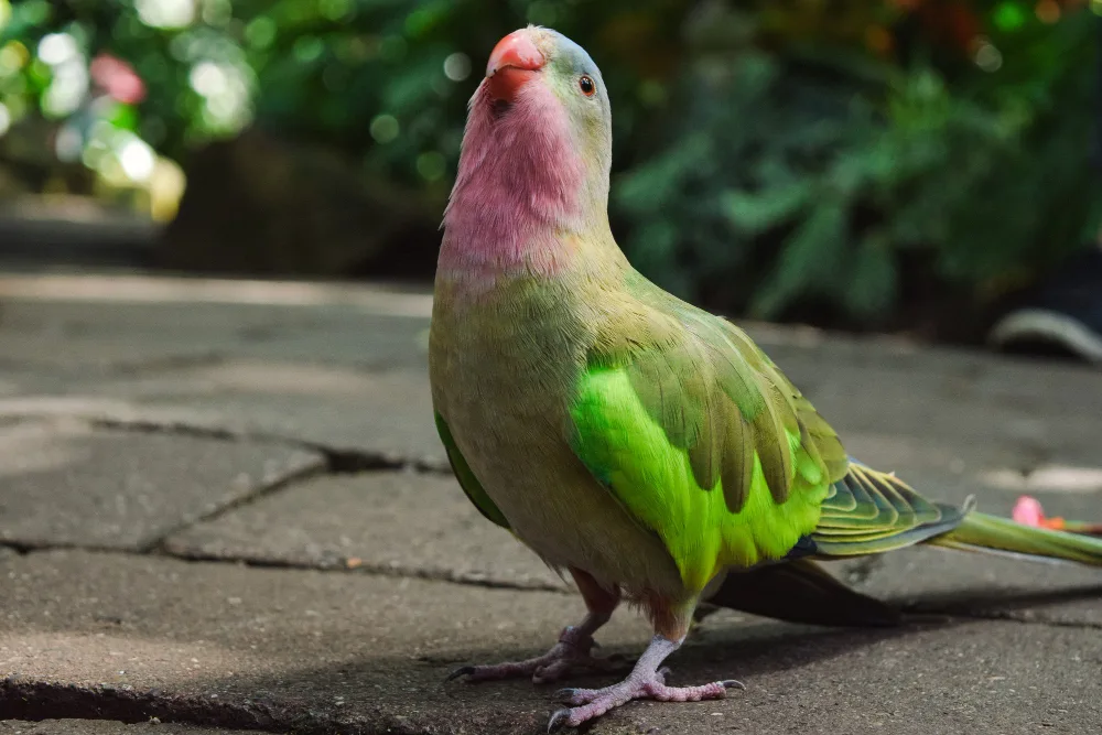 Alexandrine Parakeet