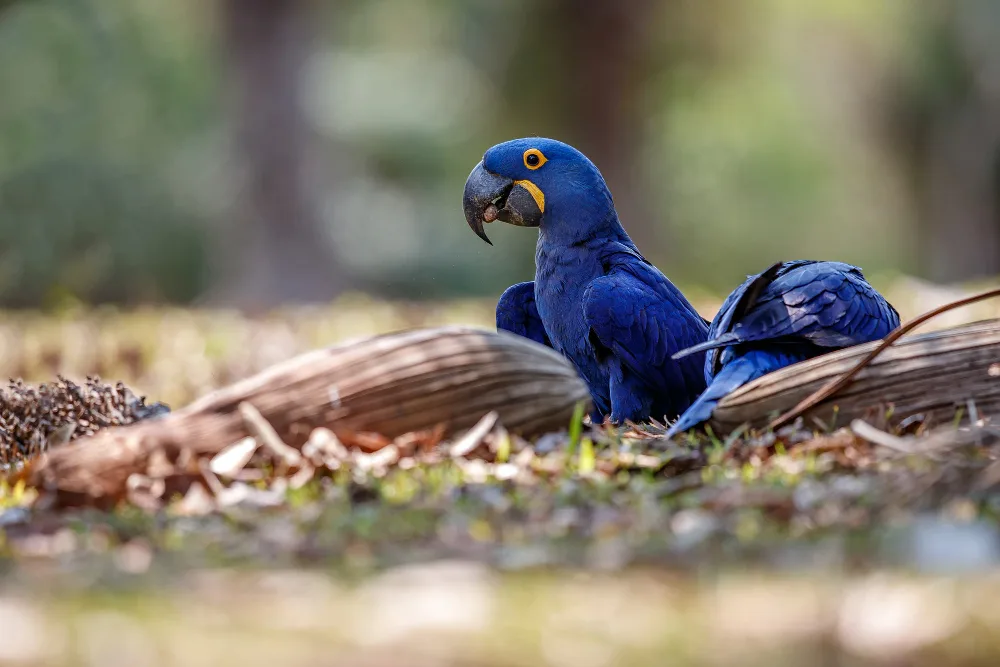 Blue and Gold Macaw