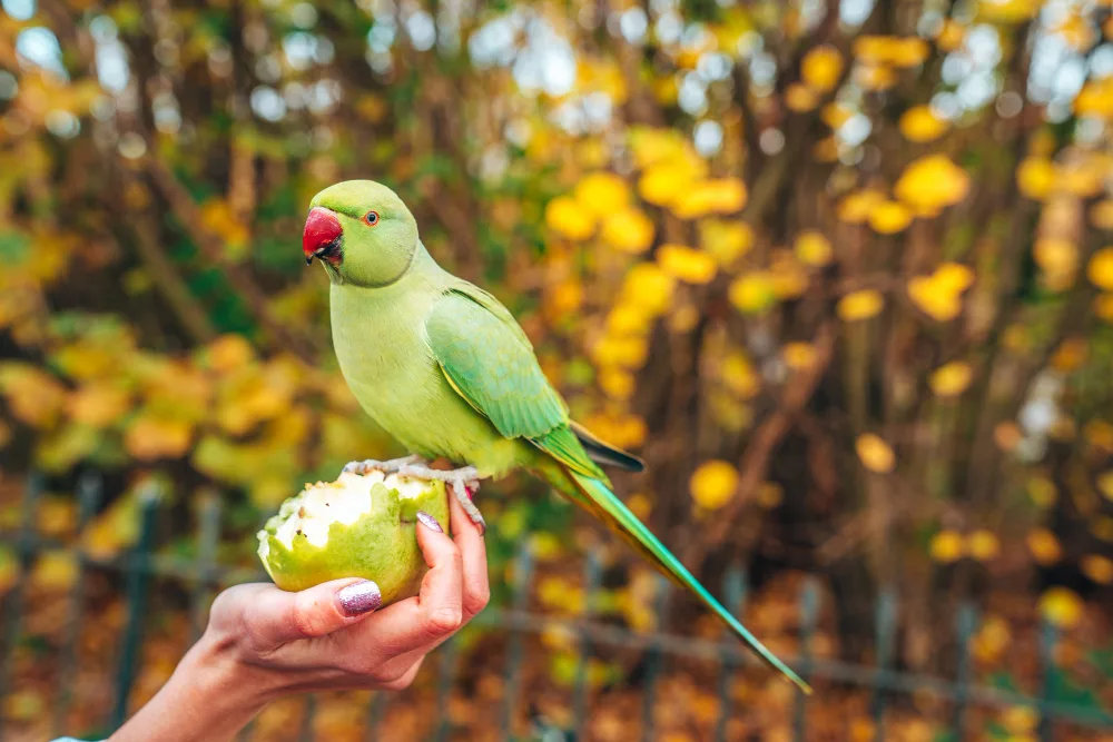Budgerigar