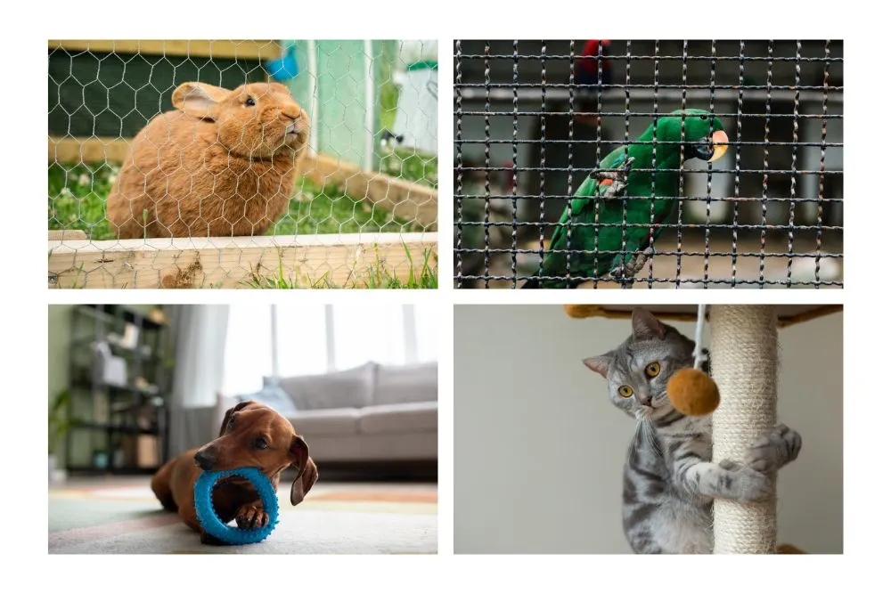 Different types of pets — dog, cat, bird, and rabbit — with their unique care needs