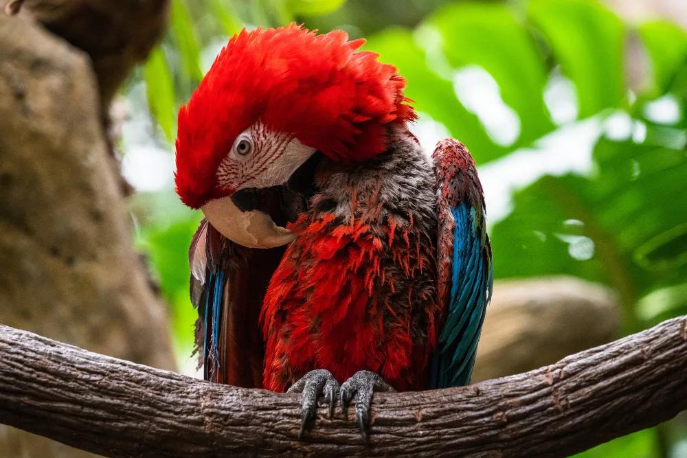 Macaw
