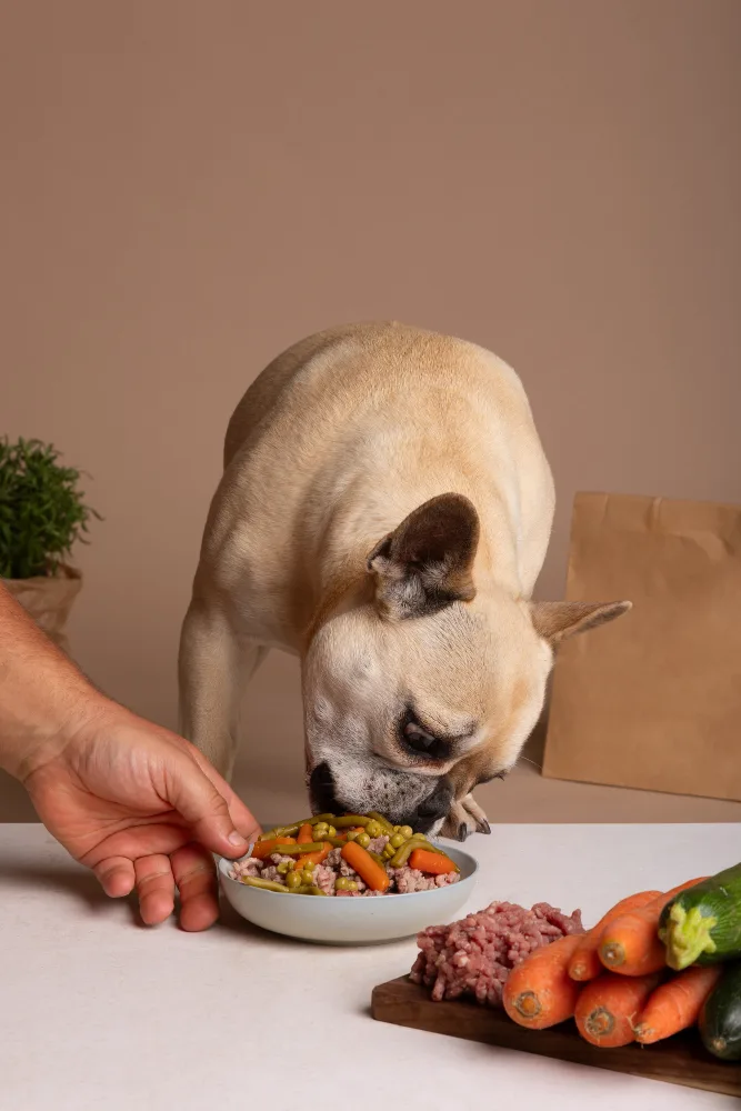 safe homemade pet food ingredients including chicken vegetables and eggs