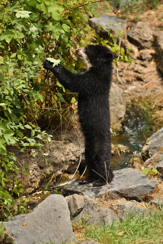 Sun bear resting on a tree,