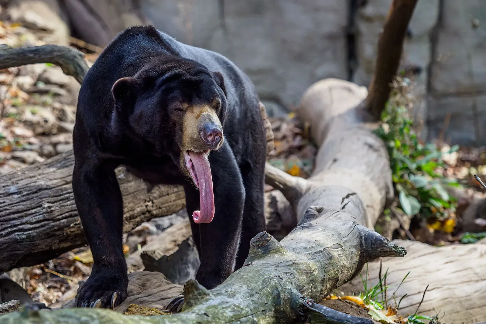 long tongue aur curved claws