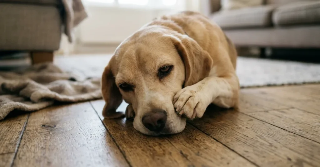 dog showing signs of mouth irritation pawing at face