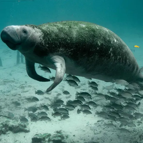 Amazonian manatee in the Amazon river