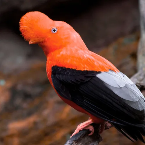 Andean cock-of-the-rock in Amazon rainforest