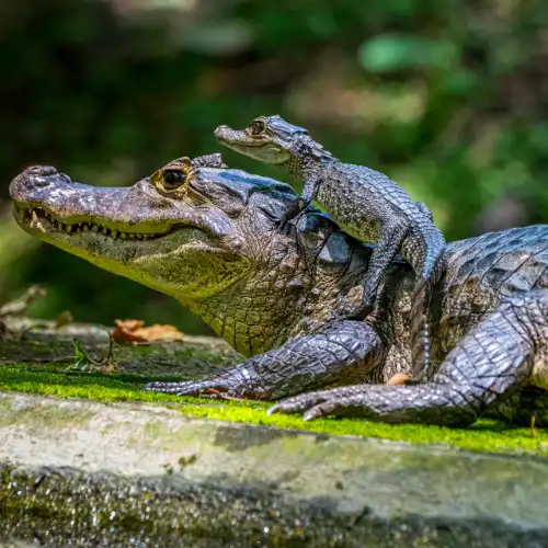 Black caiman in Amazon river waters