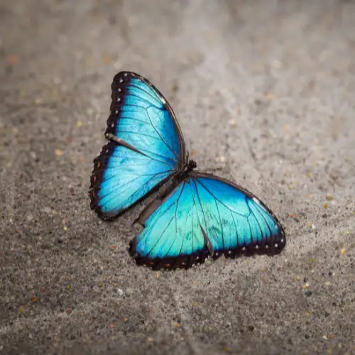 Blue morpho butterfly in the Amazon rainforest