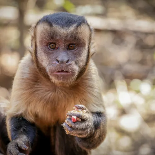Capuchin monkey in the Amazon rainforest