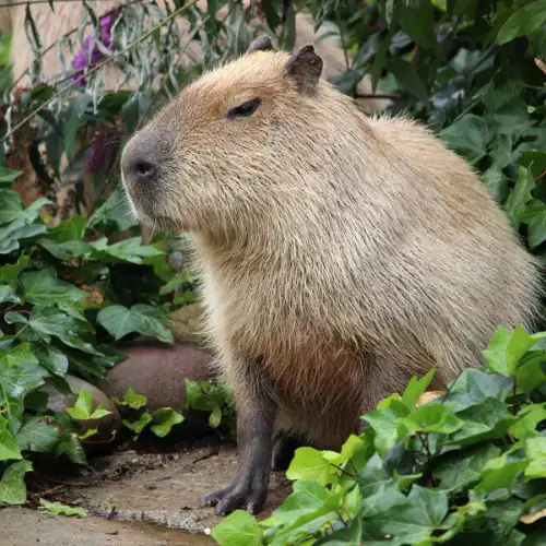 Capybara in the Amazon rainforest