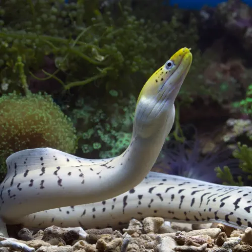 Electric eel in the Amazon river