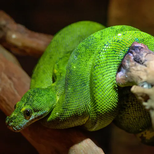 Emerald tree boa coiled in Amazon rainforest