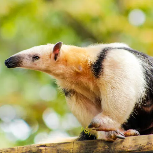 Giant anteater in the Amazon rainforest