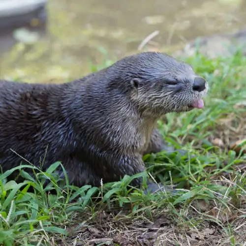 Giant river otter in the Amazon
