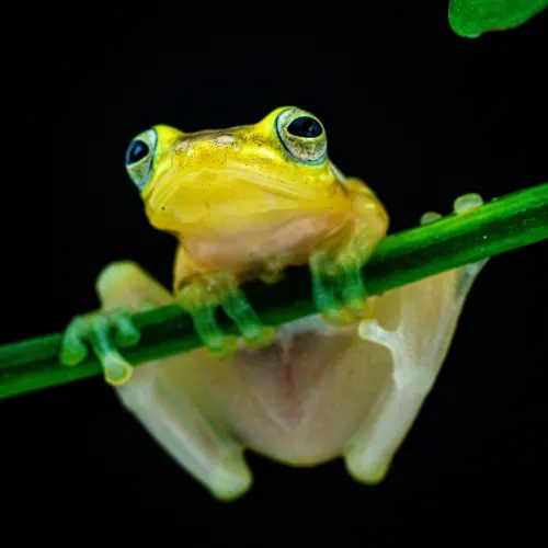 Glass frog on leaf in Amazon rainforest