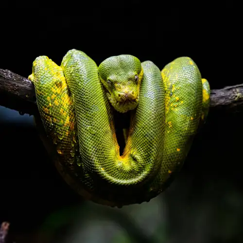 Green anaconda in the Amazon rainforest