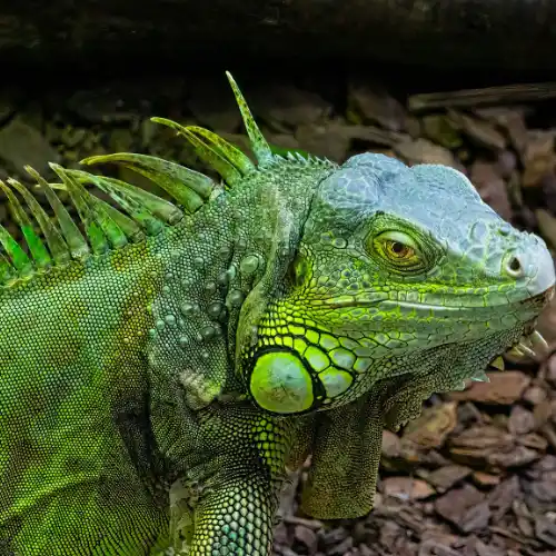 Green iguana in the Amazon rainforest