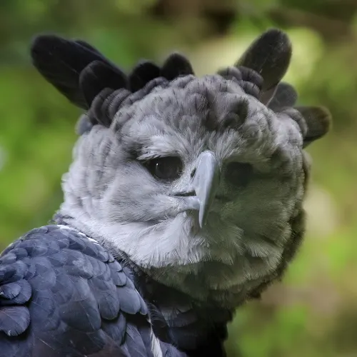 Harpy eagle perched in Amazon rainforest