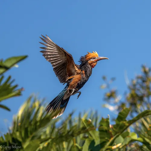 Hoatzin bird in the Amazon rainforest