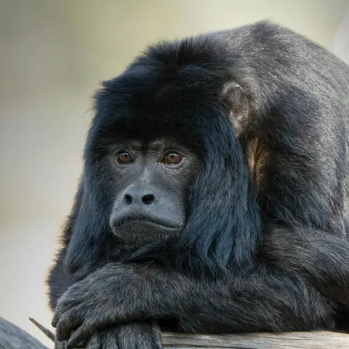 Howler monkey in the Amazon rainforest