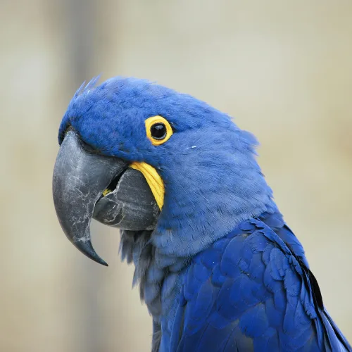 Hyacinth macaw in the Amazon rainforest