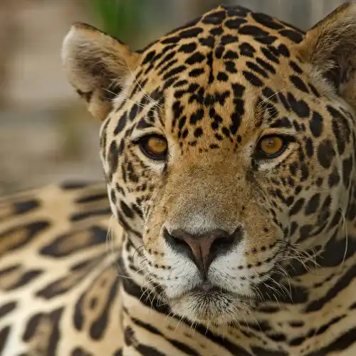 Jaguar in the Amazon rainforest