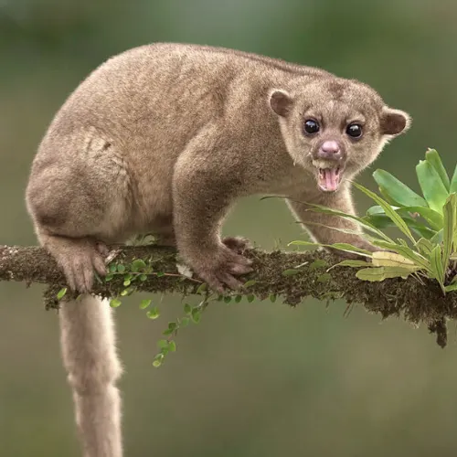 Kinkajou in the Amazon rainforest