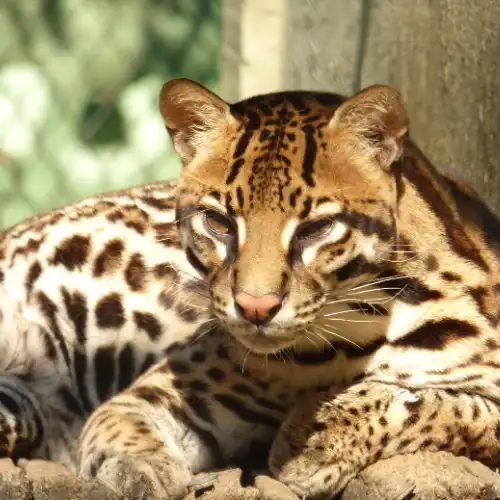Ocelot wild cat in the Amazon rainforest
