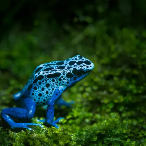 Poison dart frog in the Amazon rainforest