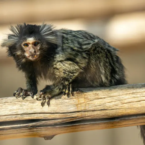 Pygmy marmoset smallest monkey in Amazon