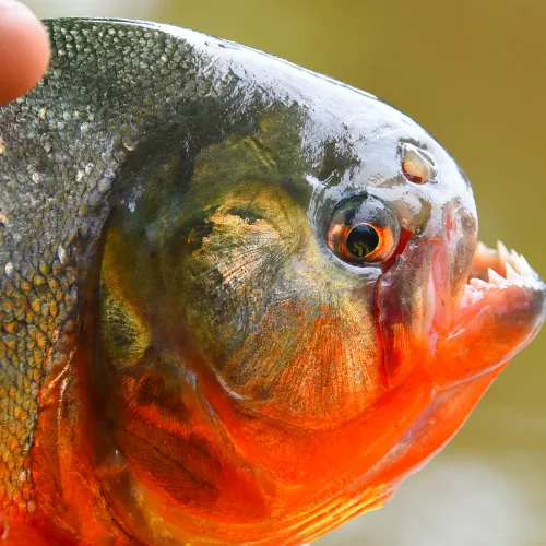 Red-bellied piranha in the Amazon river