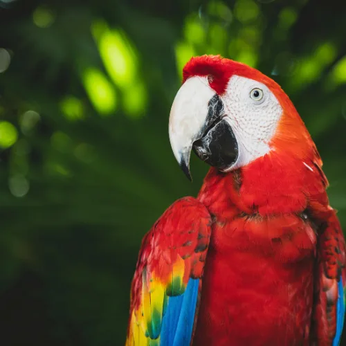 Scarlet macaw flying in Amazon rainforest